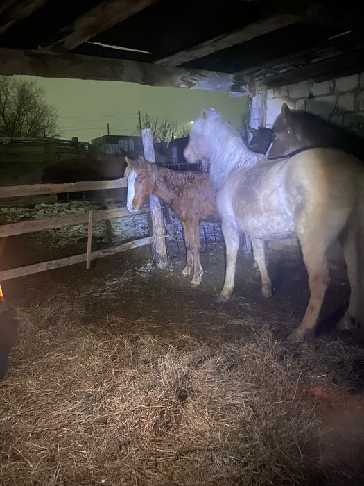 Продаю тай 9 месячный