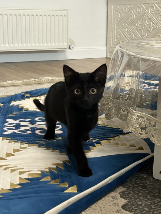 кошка срочноо