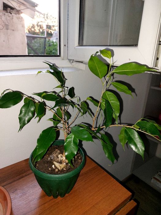 Долларовые цветы для офиса и  для дома