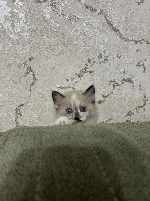 Продаются милые котята