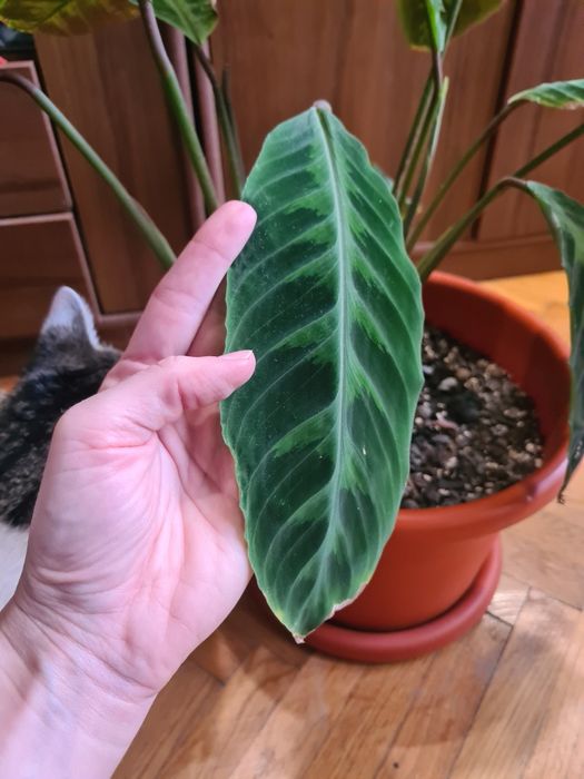 Ghiveci plantă Calathea