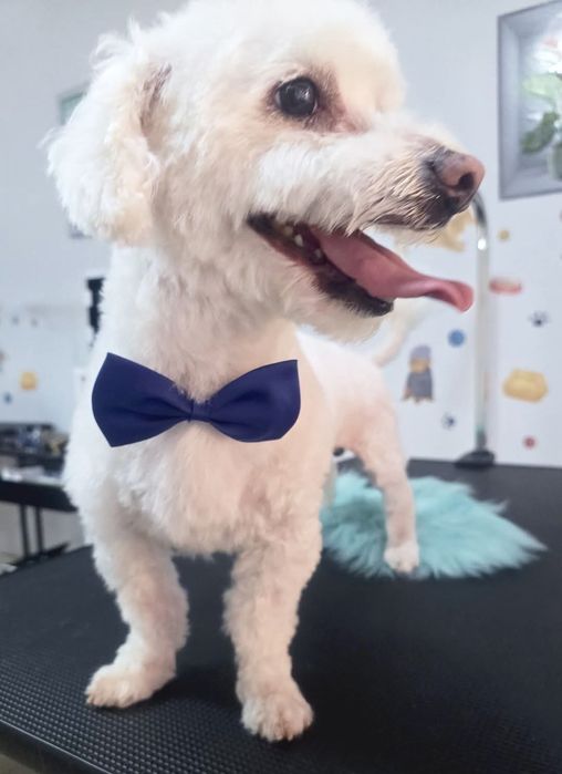 Coafura Canină & Frizerie