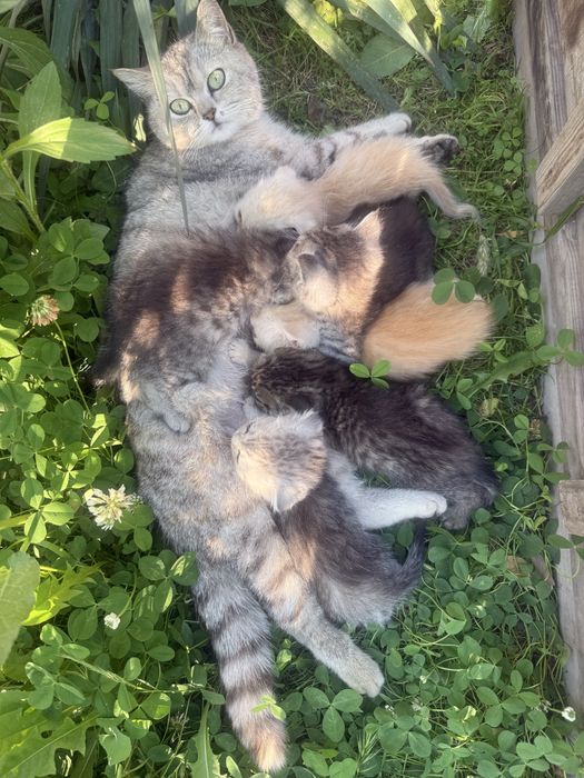 Котята, скоттиш фолд и страйт