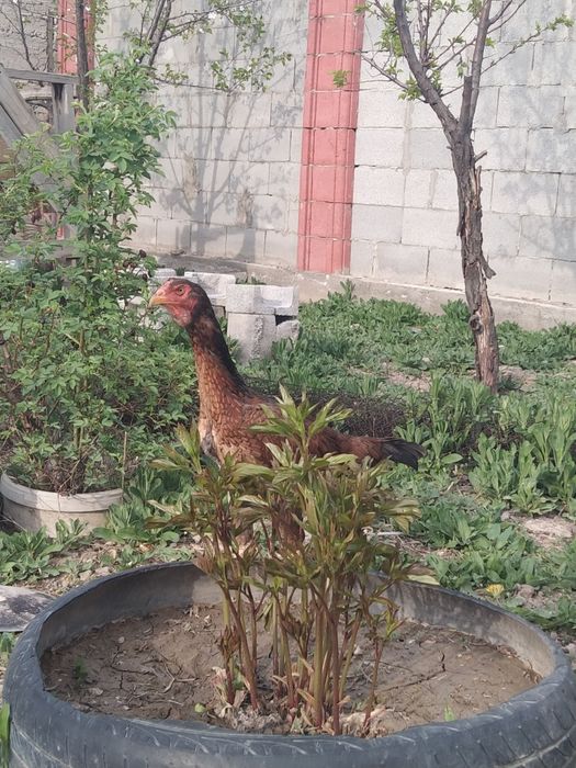 Дакан тауық мекен