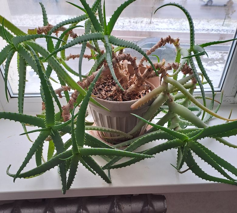 Алоэ  лечебный .