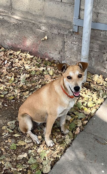 Собака в хорошие руки