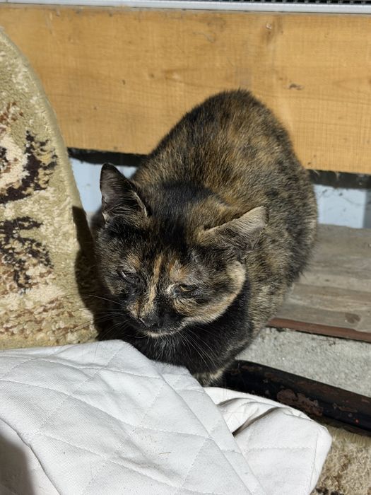 Donez 3 pui de pisică găsiți / căutăm stăpân urgent