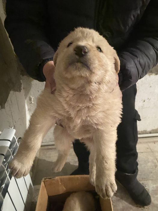 Казахи Тобет девочки