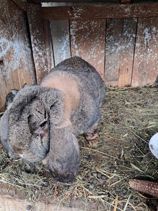 Vand iepuroaica berbec german
