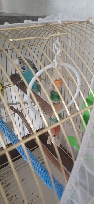 Клетка в золоте (новая)