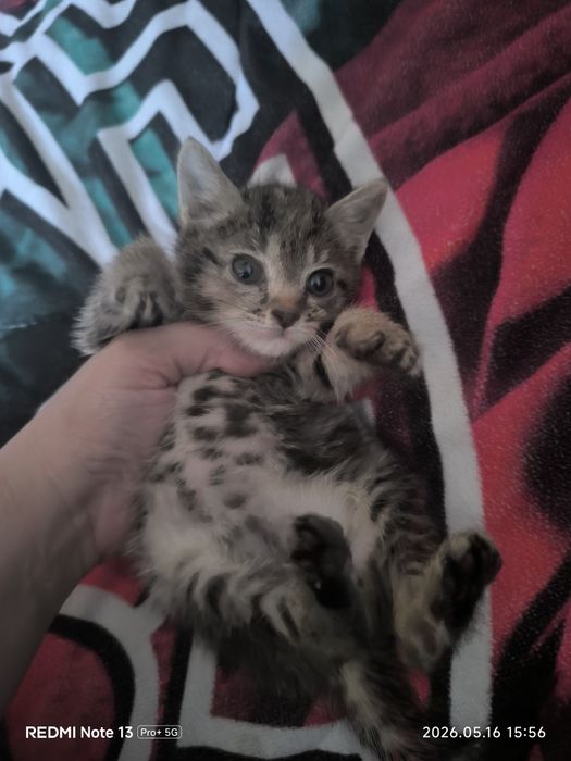 Отдам котенка девочка