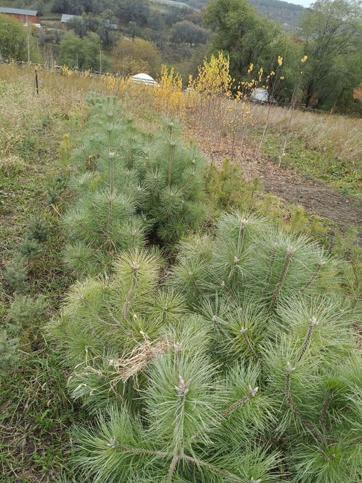 Сосна ёлочки от 60до 90 см