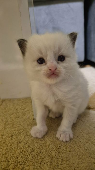 Ragdoll Cats / Регдол Котенца
