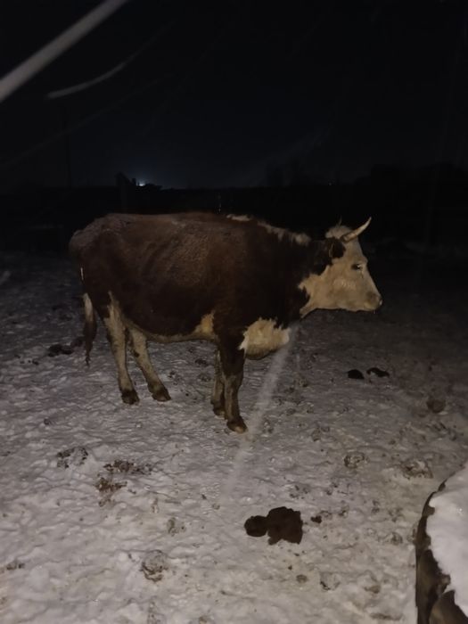 Продам корову (первотелка)