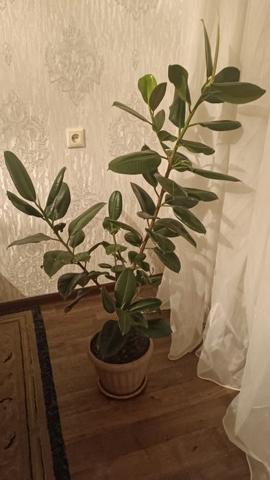 Фикус эластика 120 см
