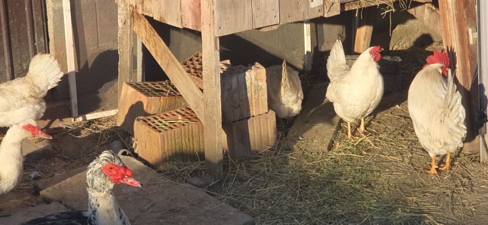 Vând familie de găini Lehorn