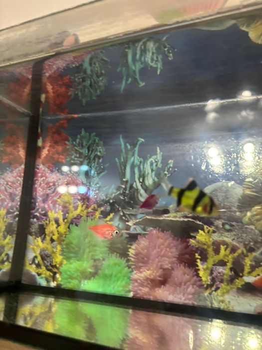 Срочно продам рыбок