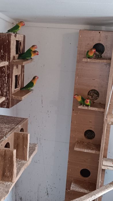 Papagali, canari si porumbei din crescătorie proprie