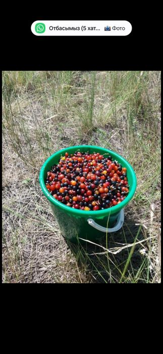 Продам лебяжинский дикая смородины