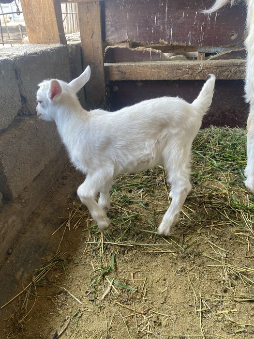 Зааненски Еркек Лак