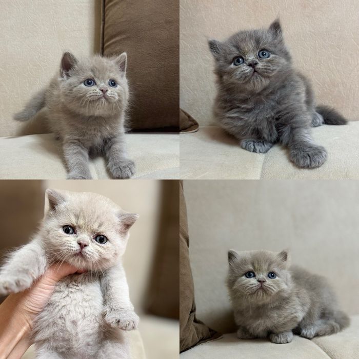 Вязка кота британской породы!