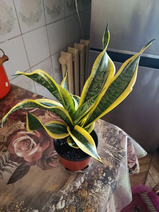 Сансиверия сорт "Цунами голд"