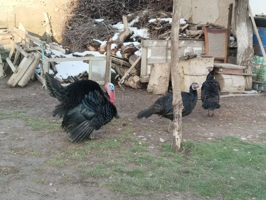 Үндык сатылады ек Мекен мен