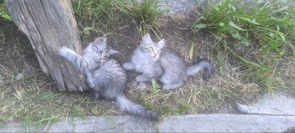 Серые котята девочки