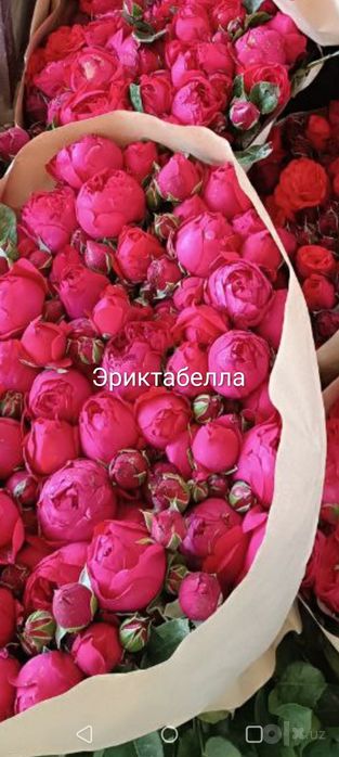 Биринчи Кул Дехкончилик гул кучатларимиз сотувда