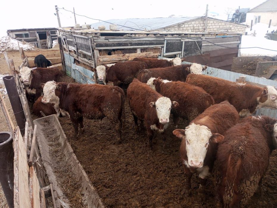 Букалар, быки откормда тур сатылады