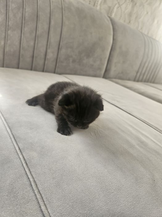 Продам красивых котят