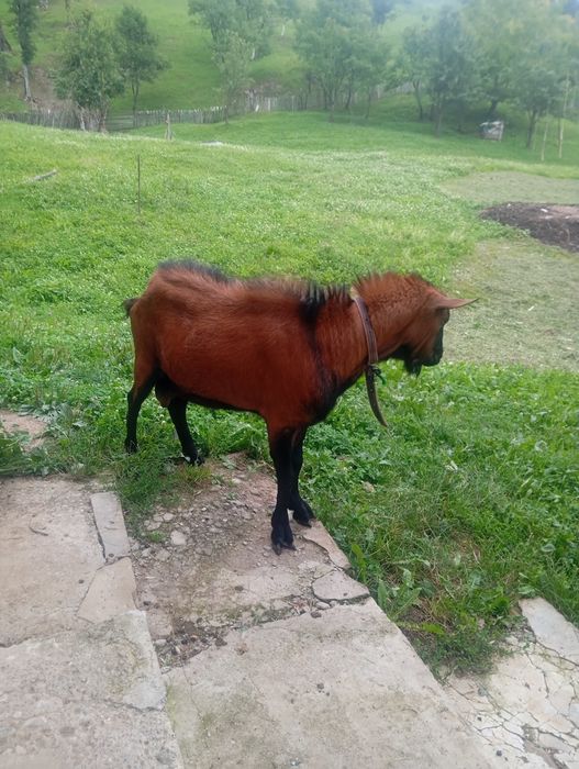 De vânzare, țap de rasă!