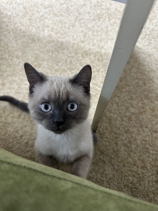 Продам кота 6-7 месяцев