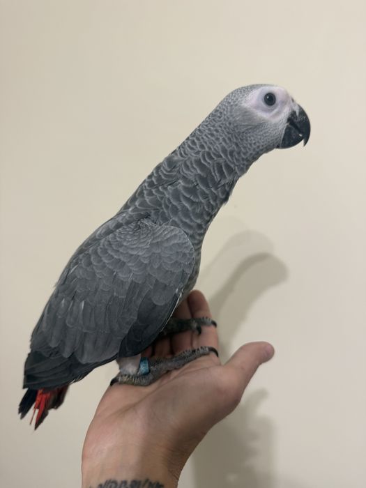 Ръчно хранен папагал Жако