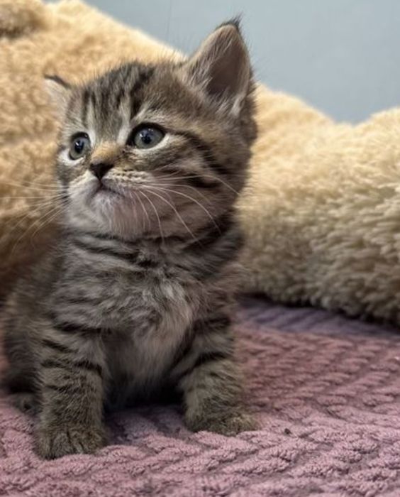Котята мальчики и девочки, 1.5 мес