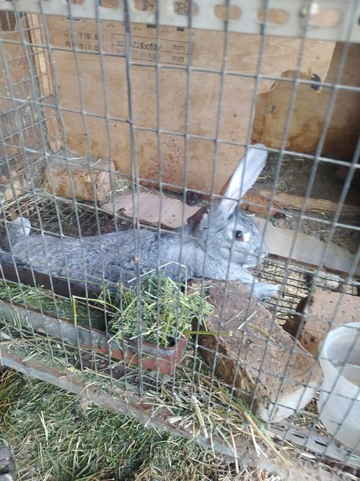 Zotdor quyonlar sotiladi