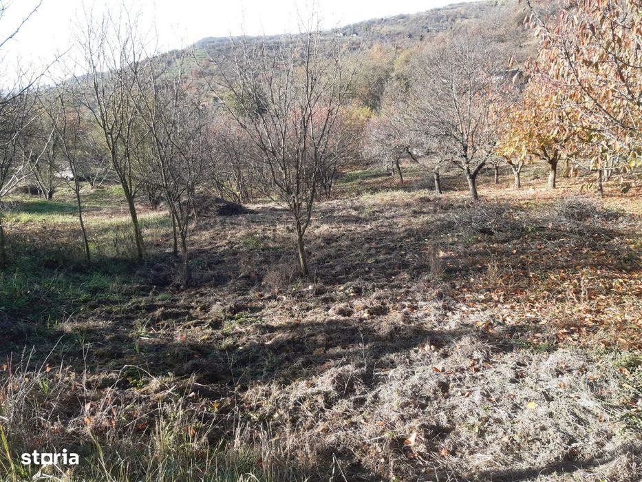 Teren cu acces facil și priveliște panoramică în Podgoria Oradea V3850