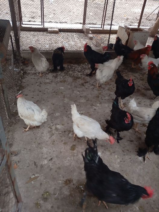 Продам курей петухов домашних