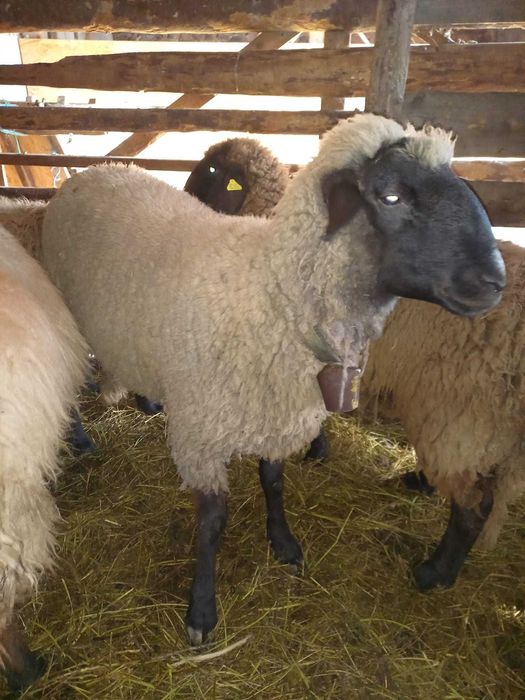 Van berbec rasa pura Carabas