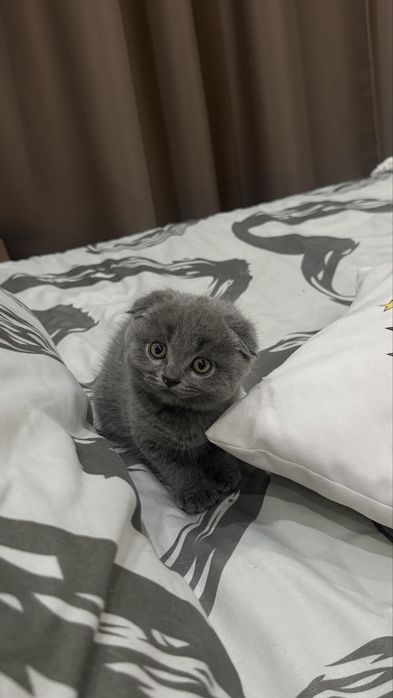 Продается котенок