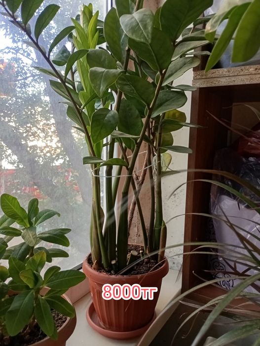 Цветы комнатные разные