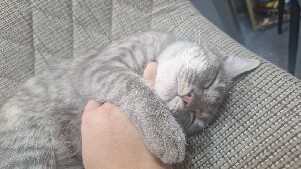 Котёнок 7 мес срочно ищем семью