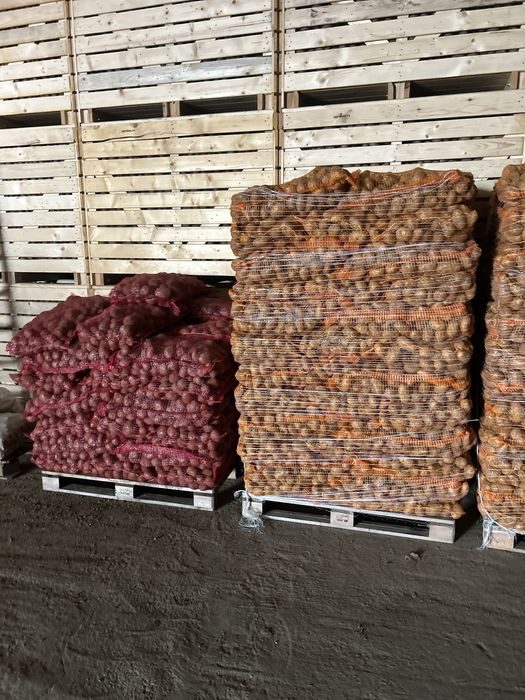 Cartofi Bellarosa Carrera Captiva Jelly