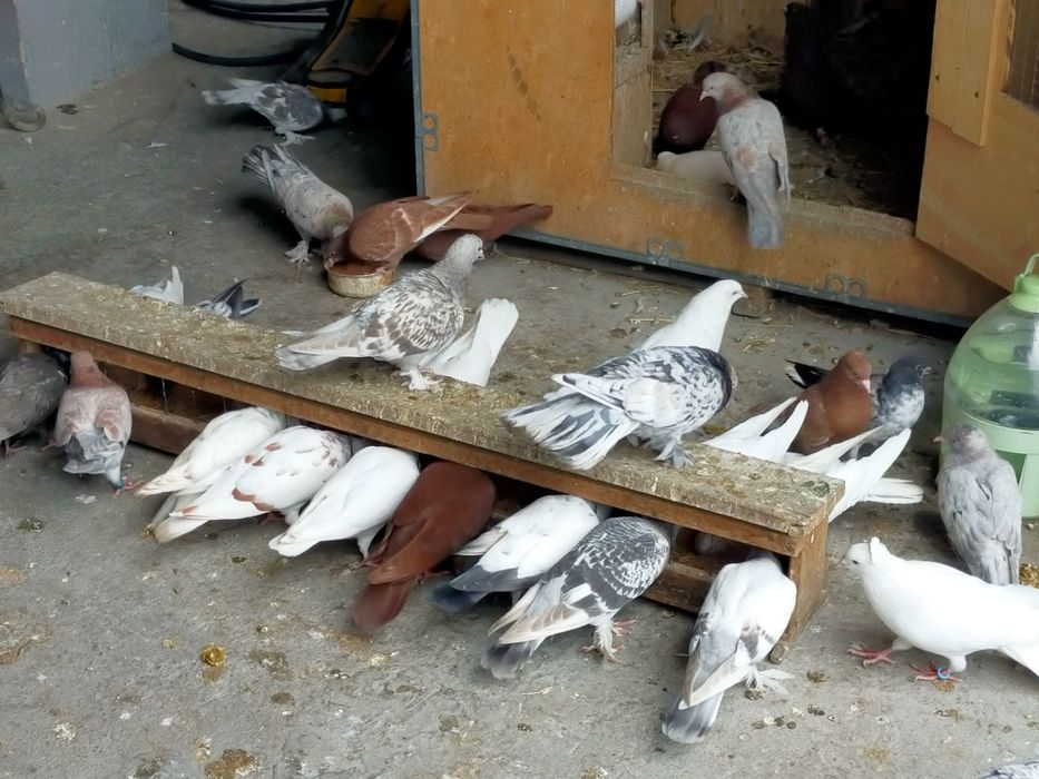 Продаются высоколётные голуби