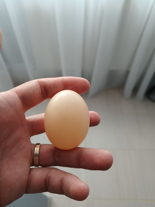 Adapatori automate pentru pasari / oua false din plastic