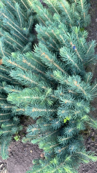 Голубая Ель кўчатлари сотилади!