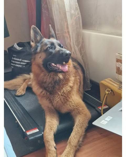 Немецкая овчарка, девочка