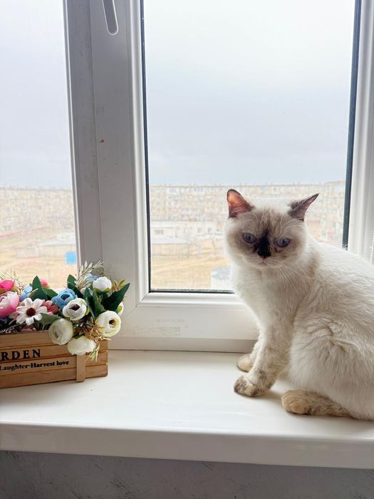 Отдам кошку в добрые руки