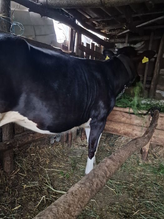 Vând junică gestanta in 2 luni jumate !!