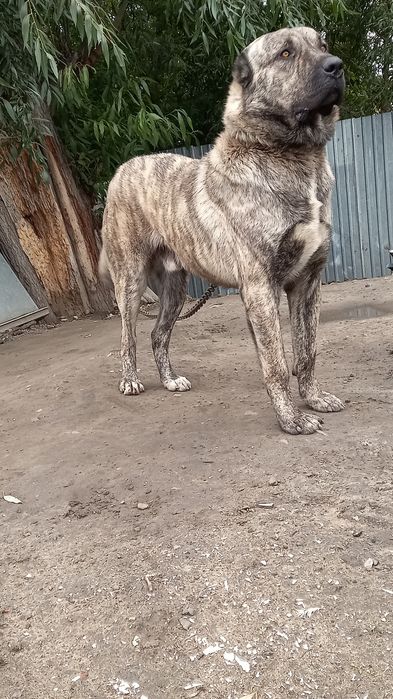 Продам чистокровные Алабай